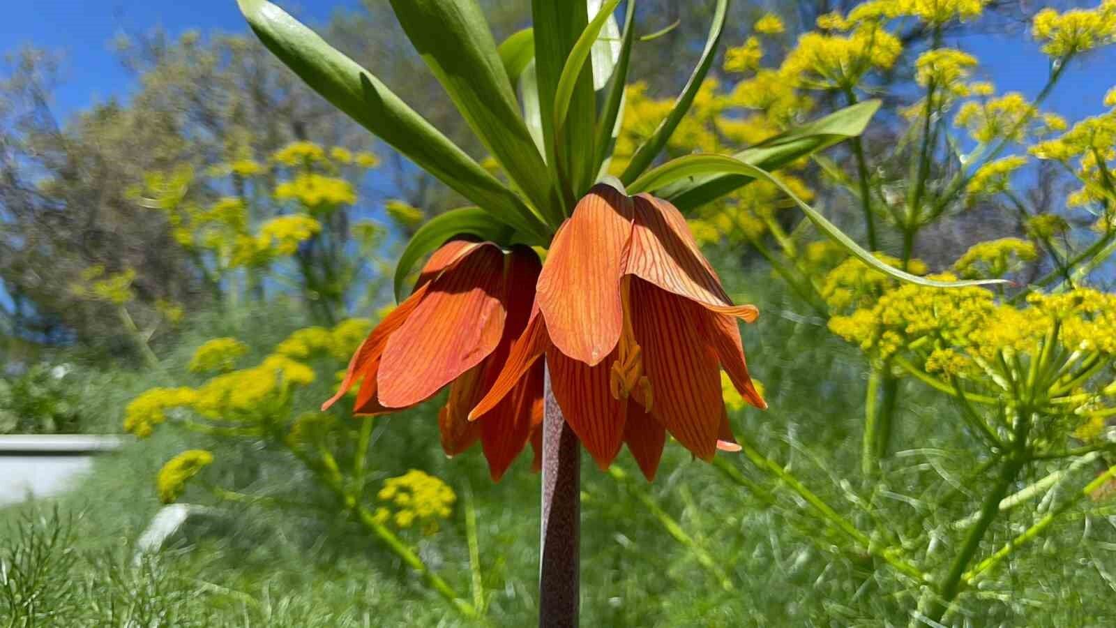 ‘Hüzün Çiçeği’ni koparanlara 244 bin 315 TL ceza