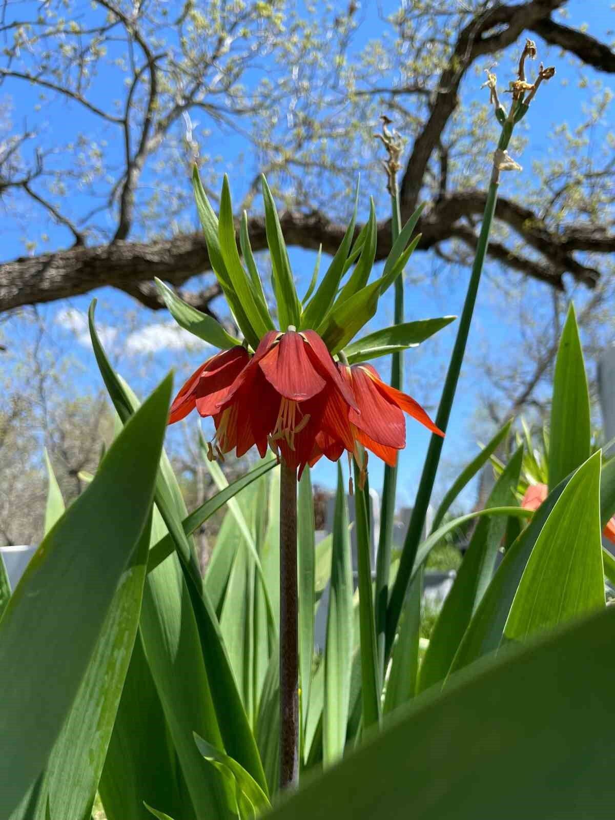 ‘Hüzün Çiçeği’ni koparanlara 244 bin 315 TL ceza