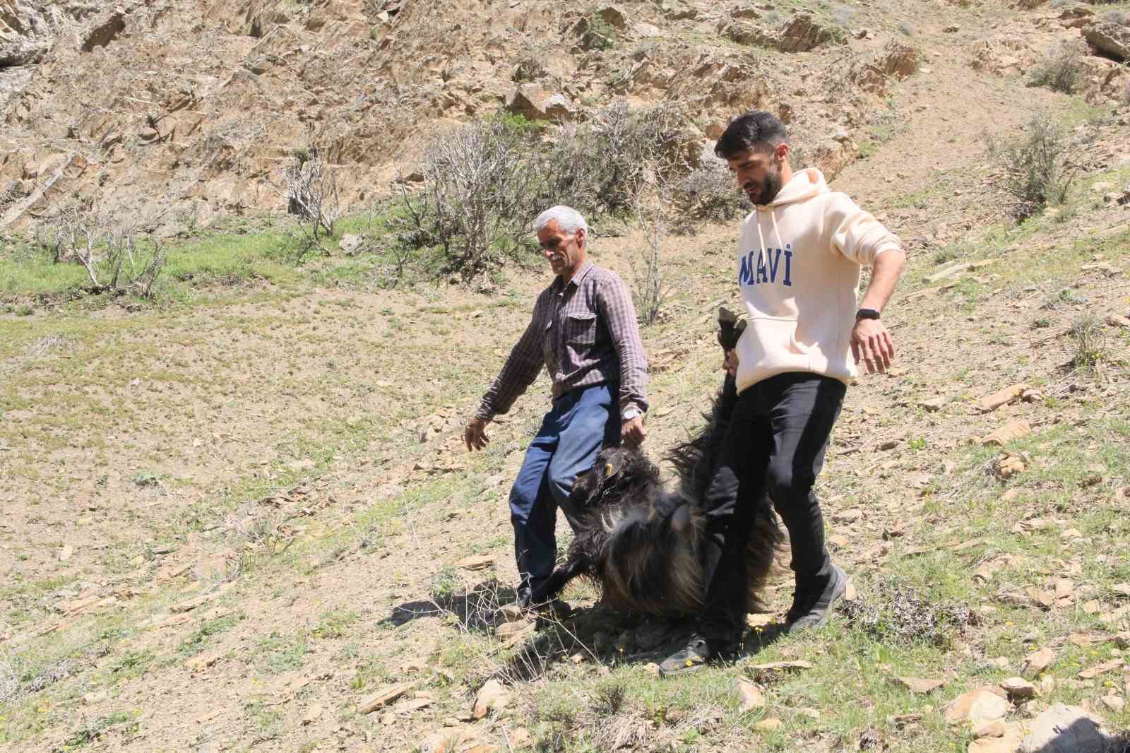 Ahır olarak kullanılan mağaraya kurtlar dadandı: 30 keçi ve 30 oğlak telef oldu