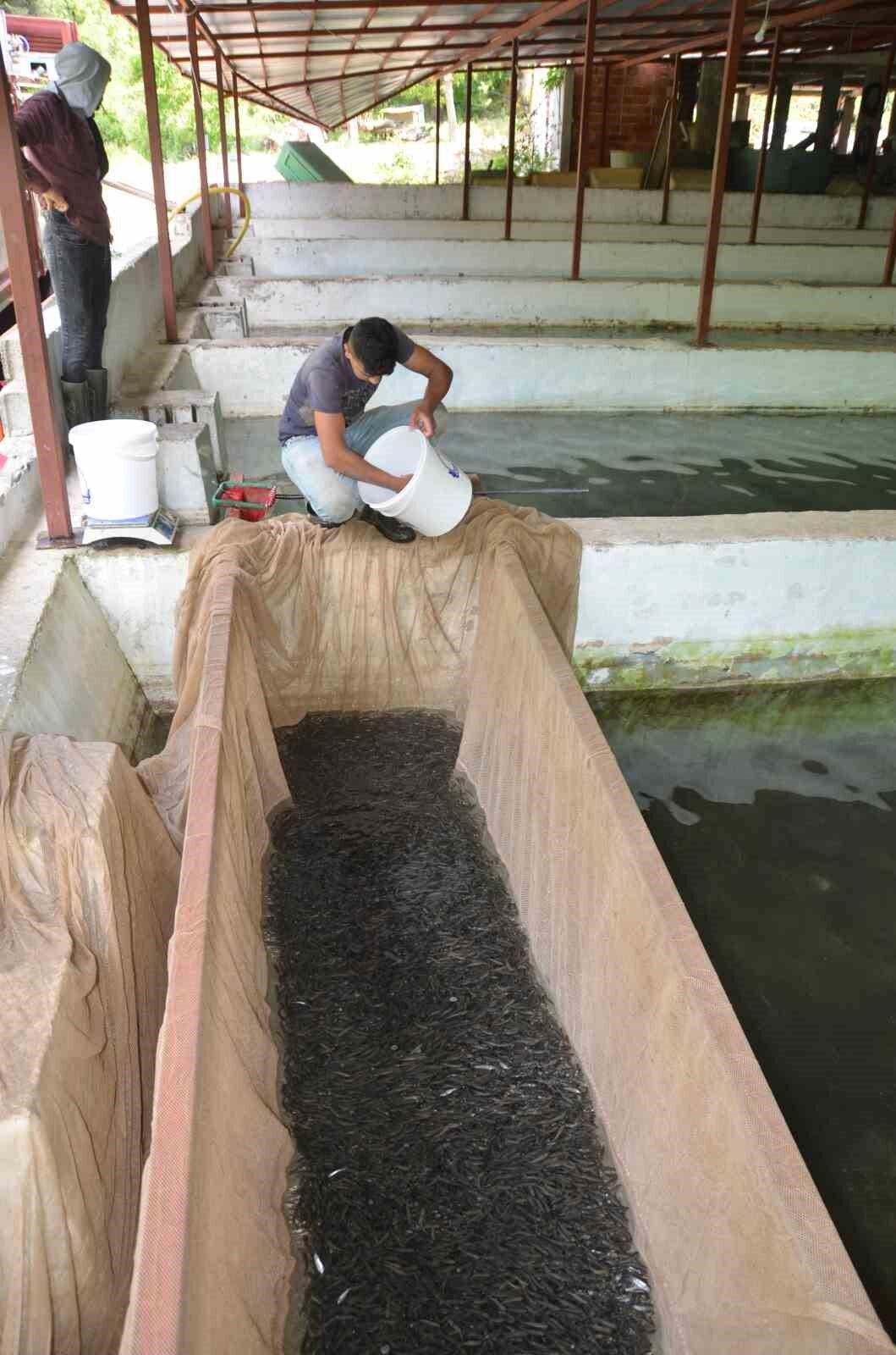 Yavru alabalık yetiştirip öğrencilere burs veriyor