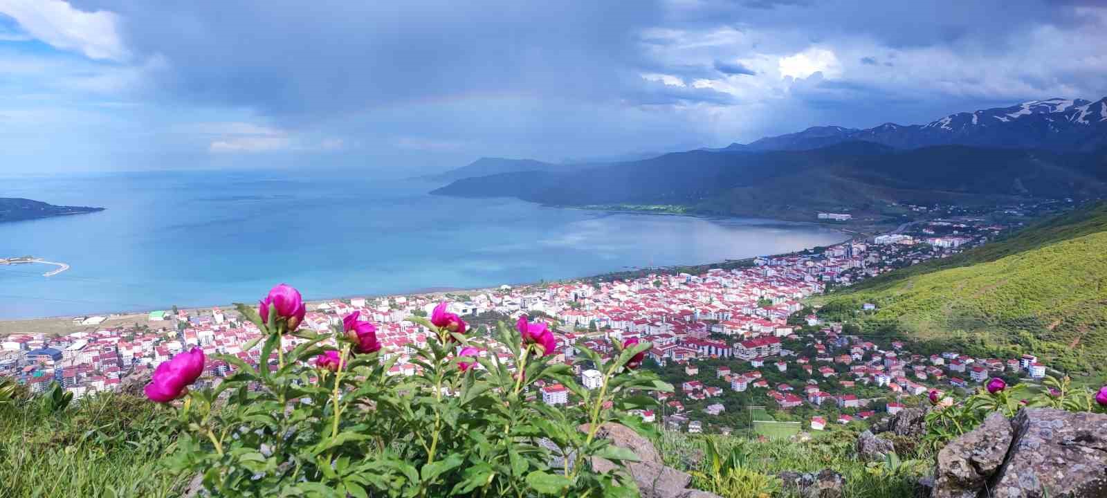 Sadece 20 günlük ömrü olan şakayıklar çiçek açtı
