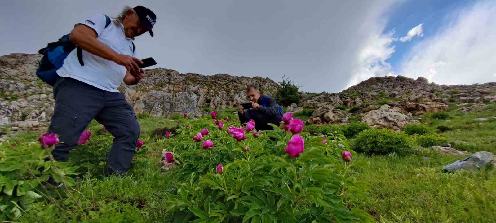 Sadece 20 günlük ömrü olan şakayıklar çiçek açtı