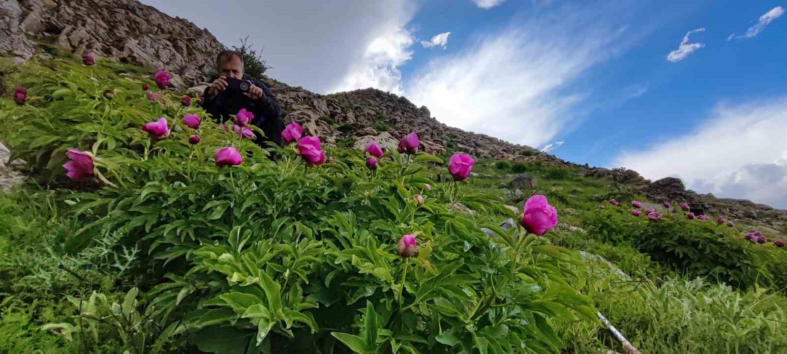 Sadece 20 günlük ömrü olan şakayıklar çiçek açtı