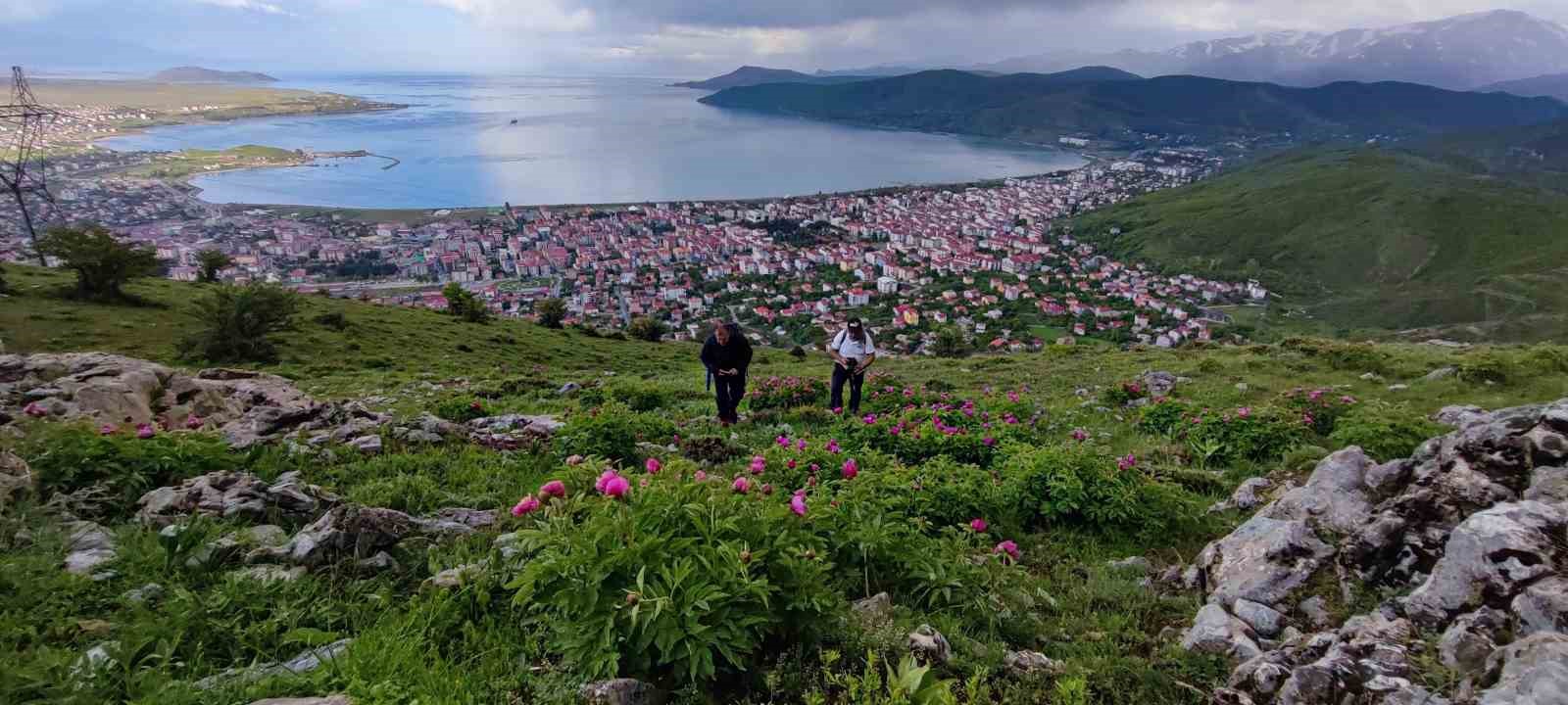 Sadece 20 günlük ömrü olan şakayıklar çiçek açtı