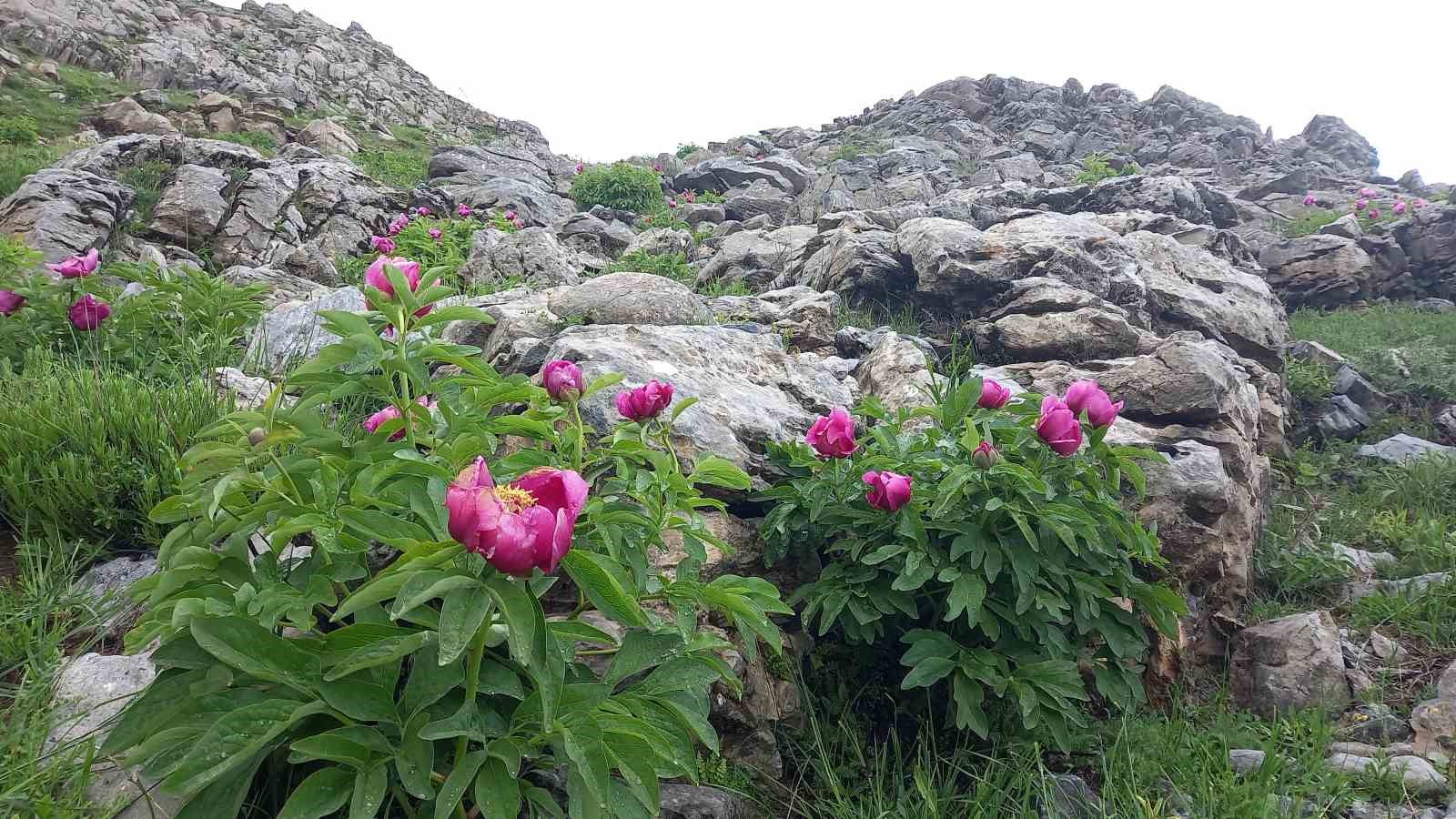 Sadece 20 günlük ömrü olan şakayıklar çiçek açtı