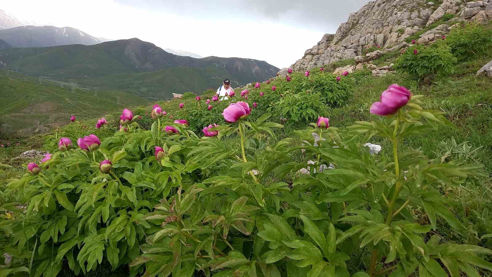 Sadece 20 günlük ömrü olan şakayıklar çiçek açtı