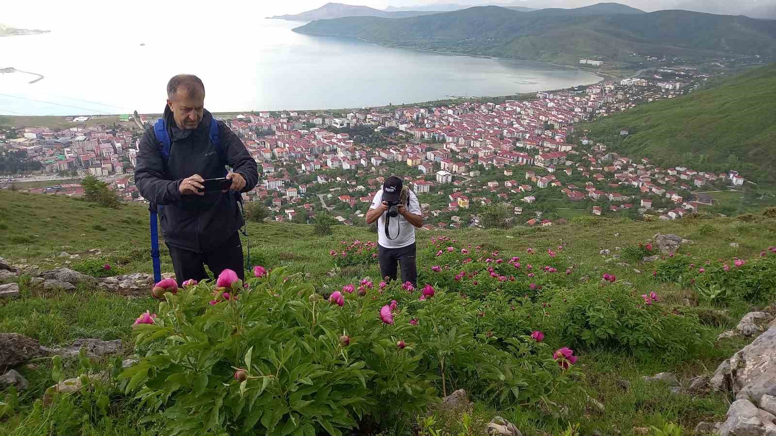 Sadece 20 günlük ömrü olan şakayıklar çiçek açtı