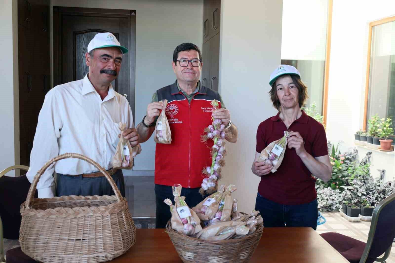 Ula’da Sarımsak hasadı