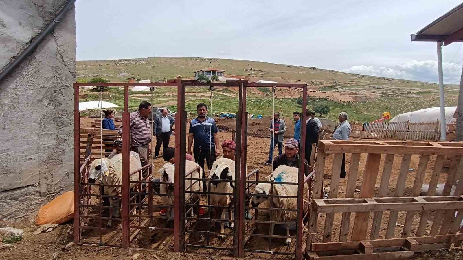 Hayvan yetiştiricilerinin zorlu mesaisi