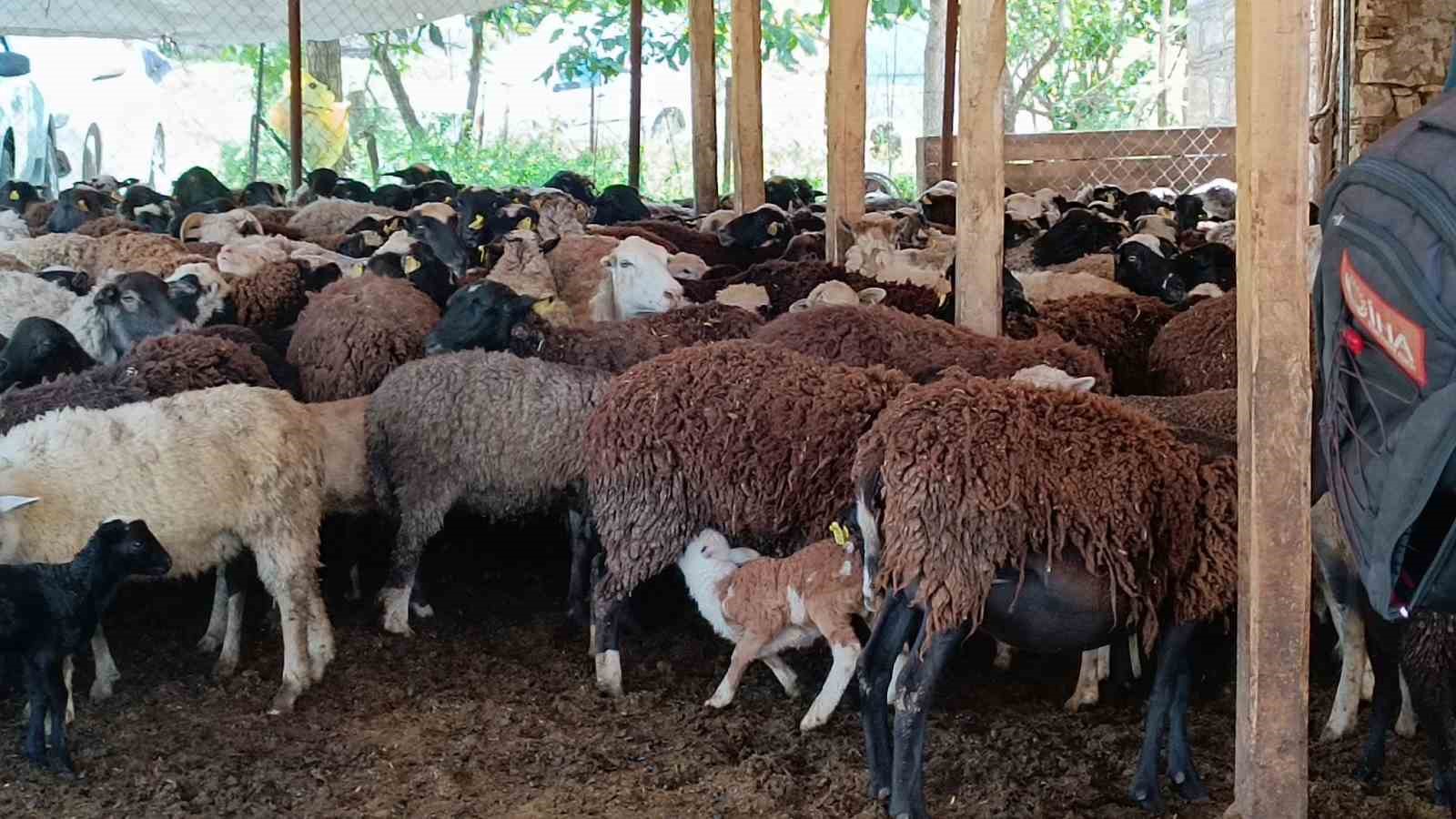 Hayvan yetiştiricilerinin zorlu mesaisi