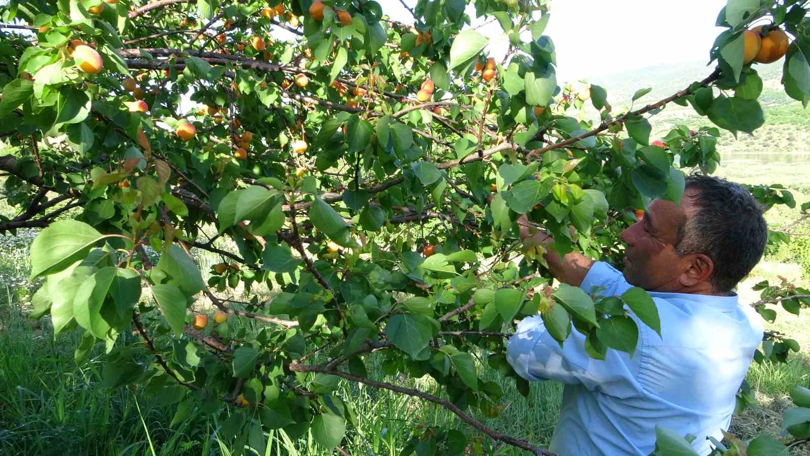 Erkenci kayısıda hasat zamanı
