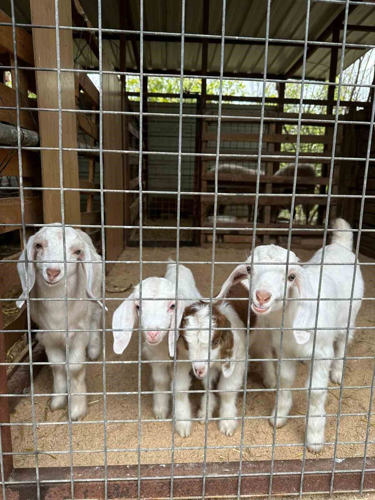 Muğla Büyükşehir ‘Kıl Keçisi Projesi’ meyvelerini vermeye başladı