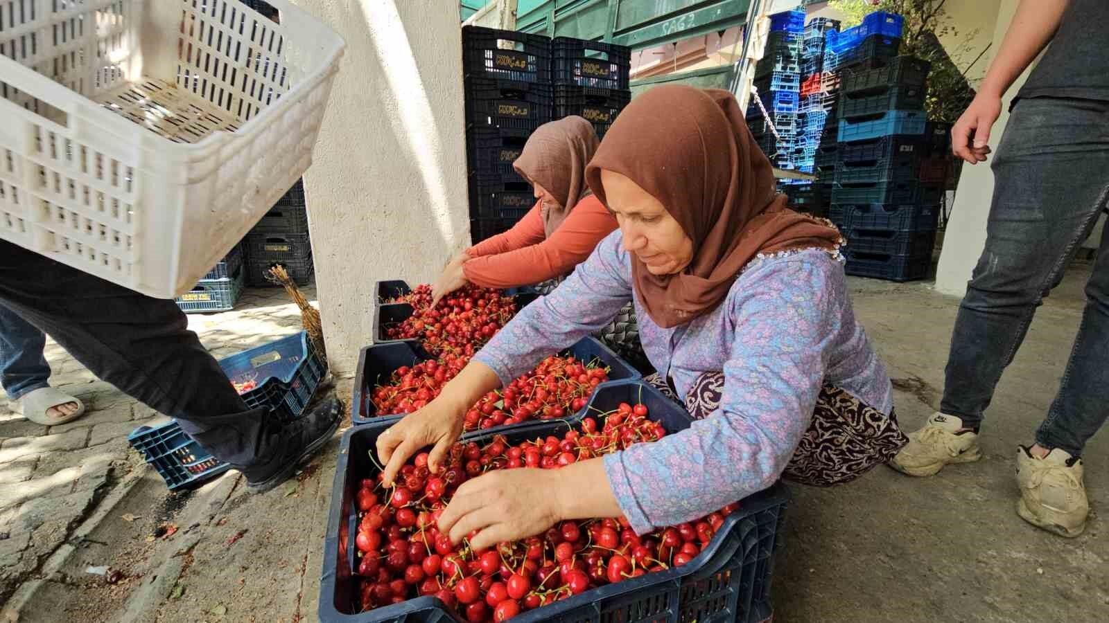 Avra Kirazı’nın kraliyet sofralarına yolculuğu başladı