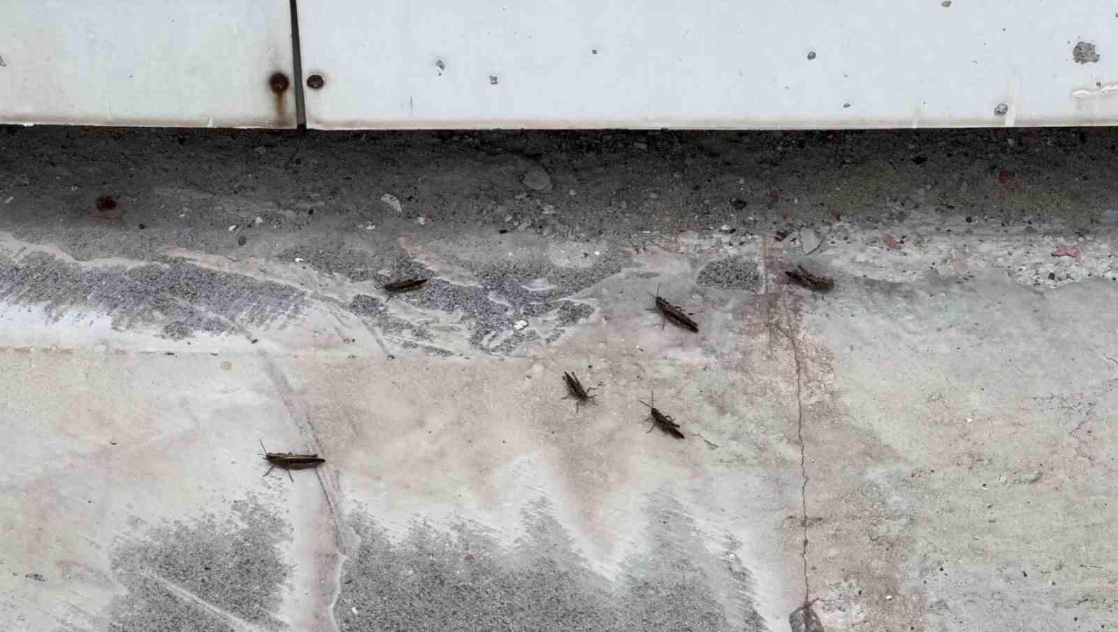 Tatvan’da çekirgeler şehir merkezini istila etti