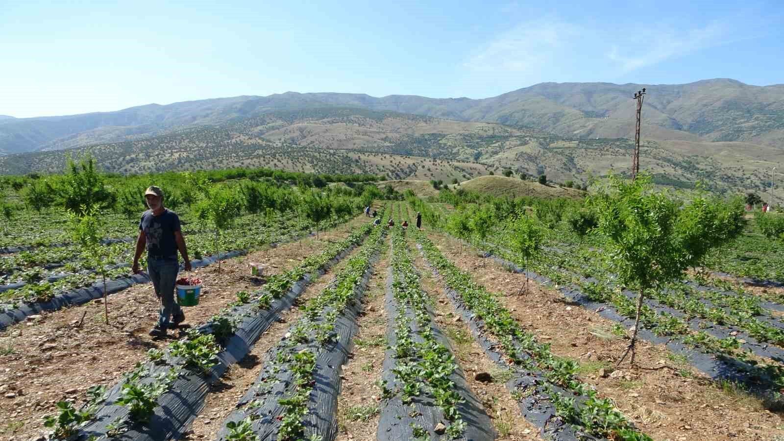 5 dönümle başladı siparişlere yetişemiyor