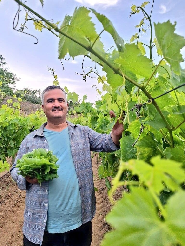 Yaprak toplayarak günlük 1500 TL kazanabiliyorlar