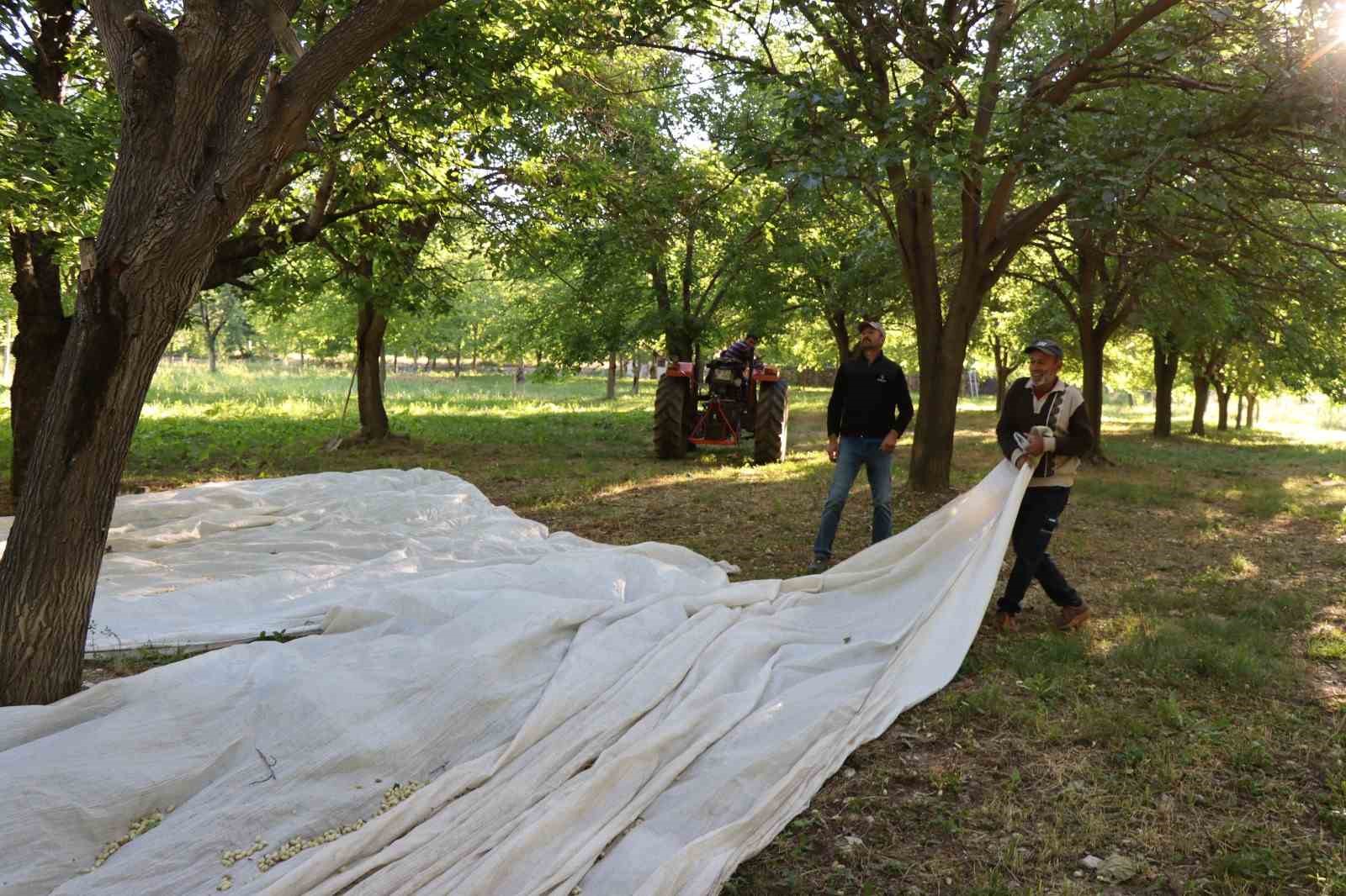 Karnavas’ta pekmez zamanı