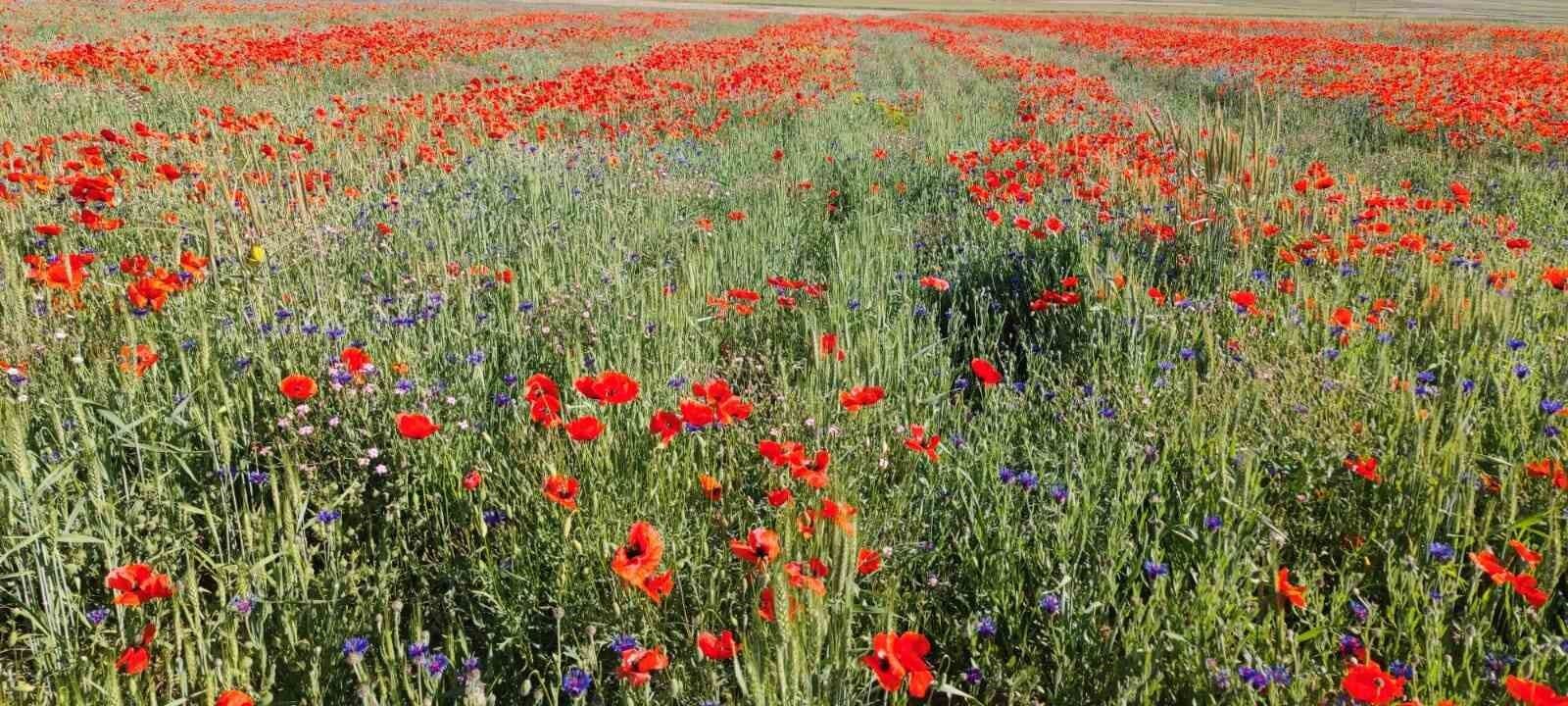 Gelincik çiçekleri görsel şölen oluşturdu