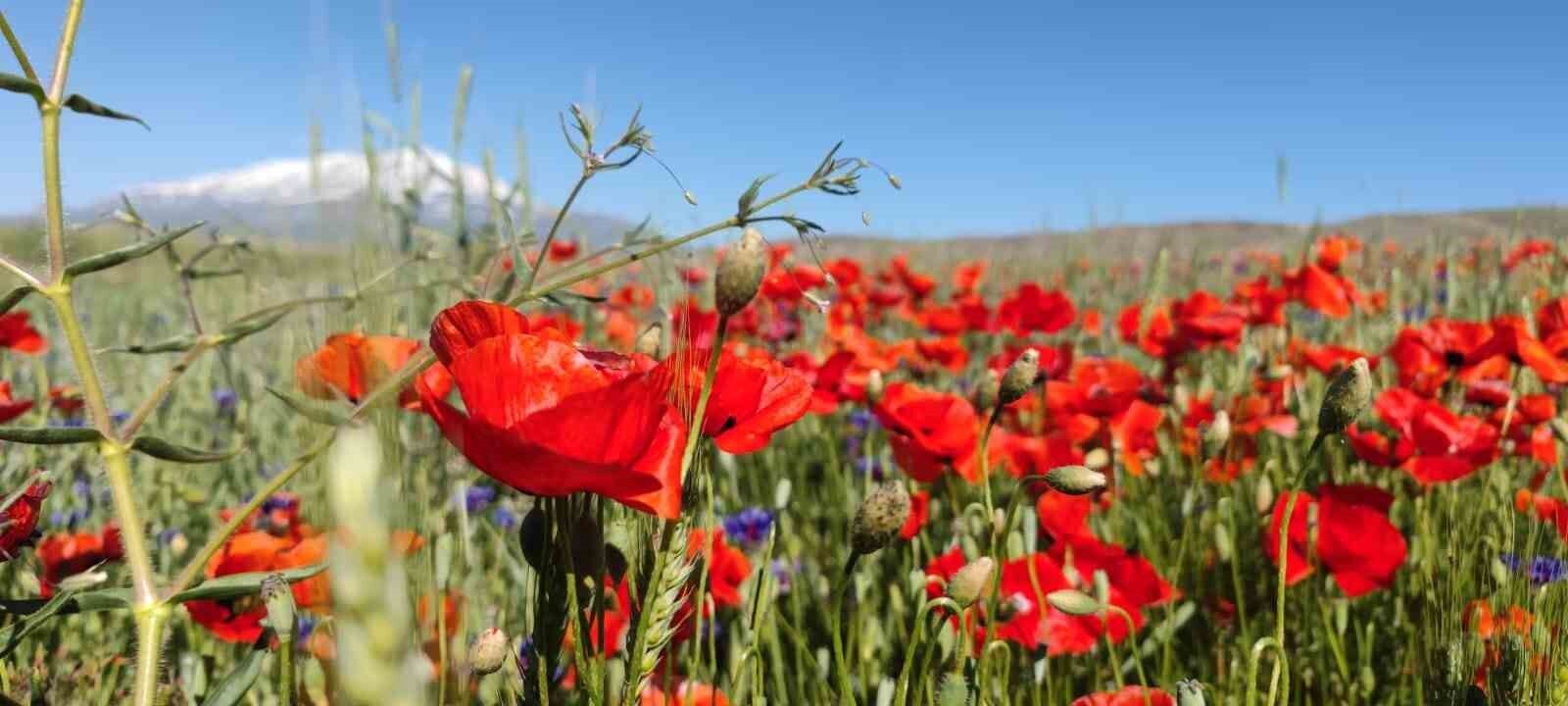Gelincik çiçekleri görsel şölen oluşturdu