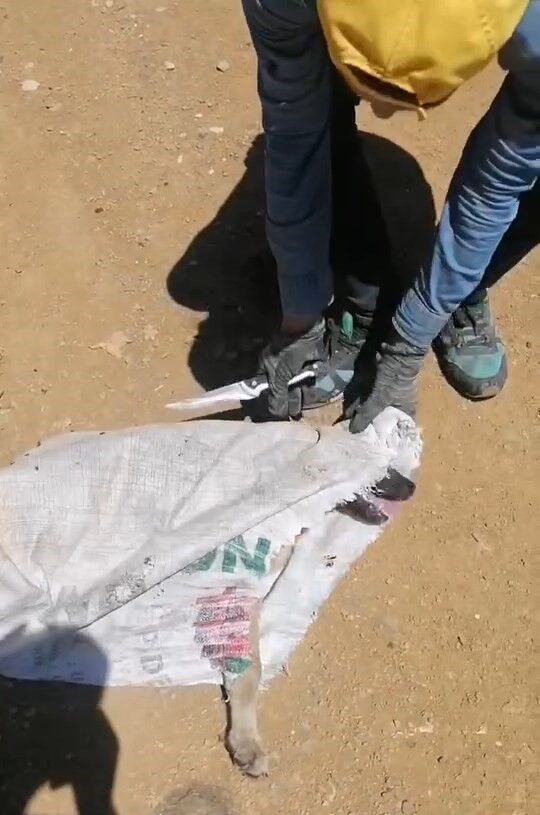 Elazığ’da çuvala konulan köpek ölüme terk edildi