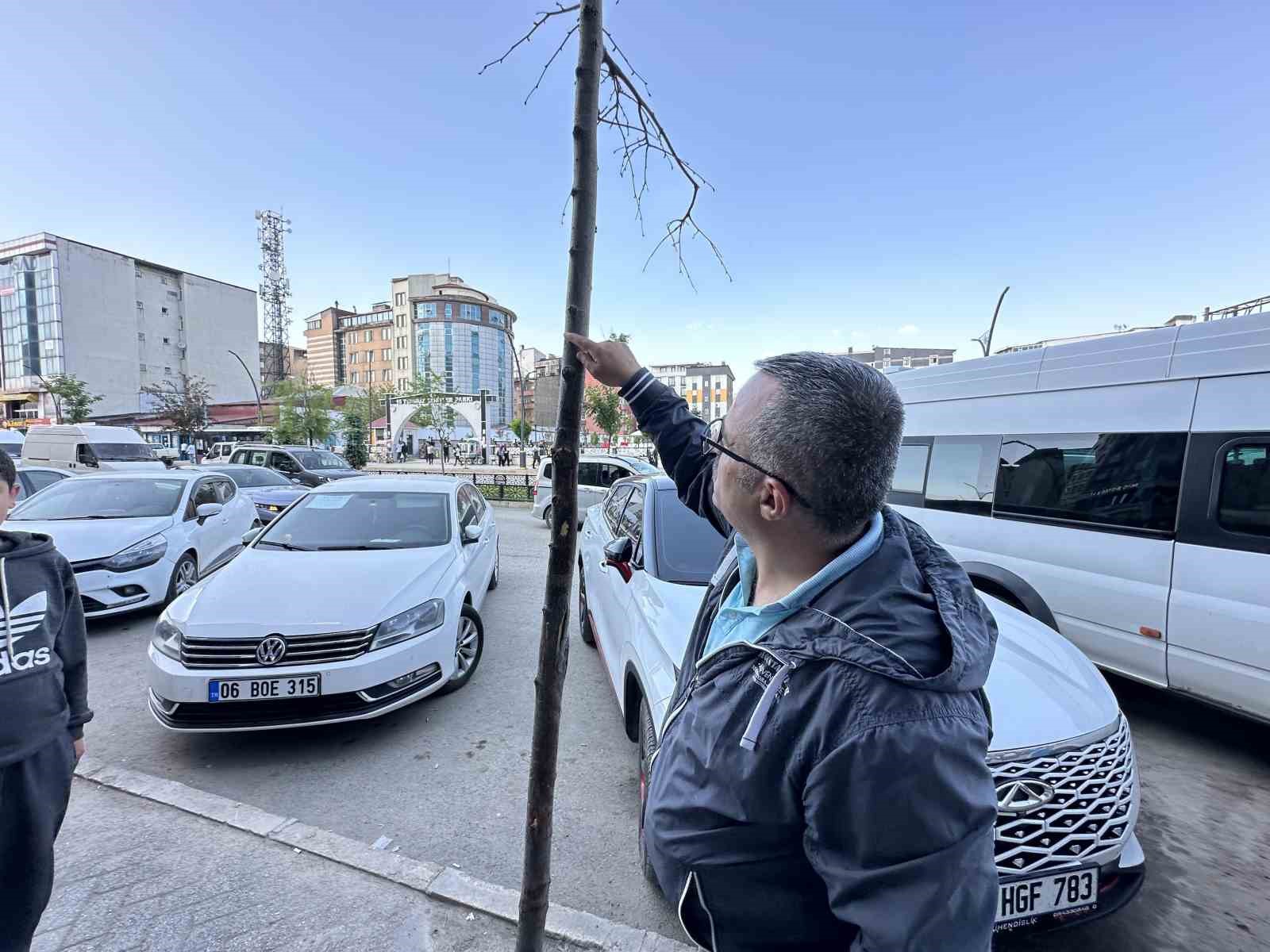 Yüksekova’da ilginç görüntü: Yolun bir tarafındaki ağaçlar kurudu, diğer tarafındakiler yeşillendi