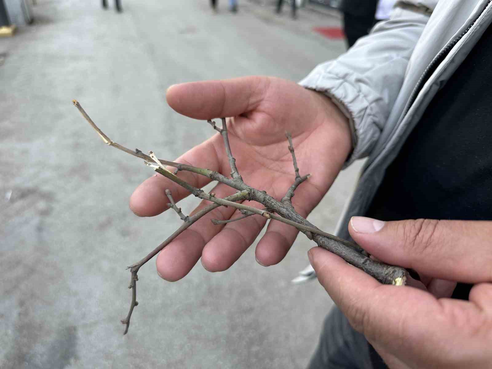 Yüksekova’da ilginç görüntü: Yolun bir tarafındaki ağaçlar kurudu, diğer tarafındakiler yeşillendi