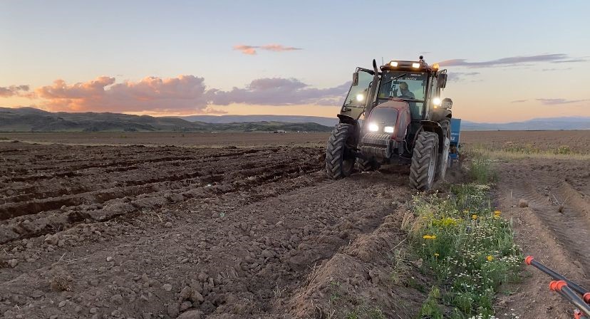 Adilcevaz’da fasulye ekimine başlandı