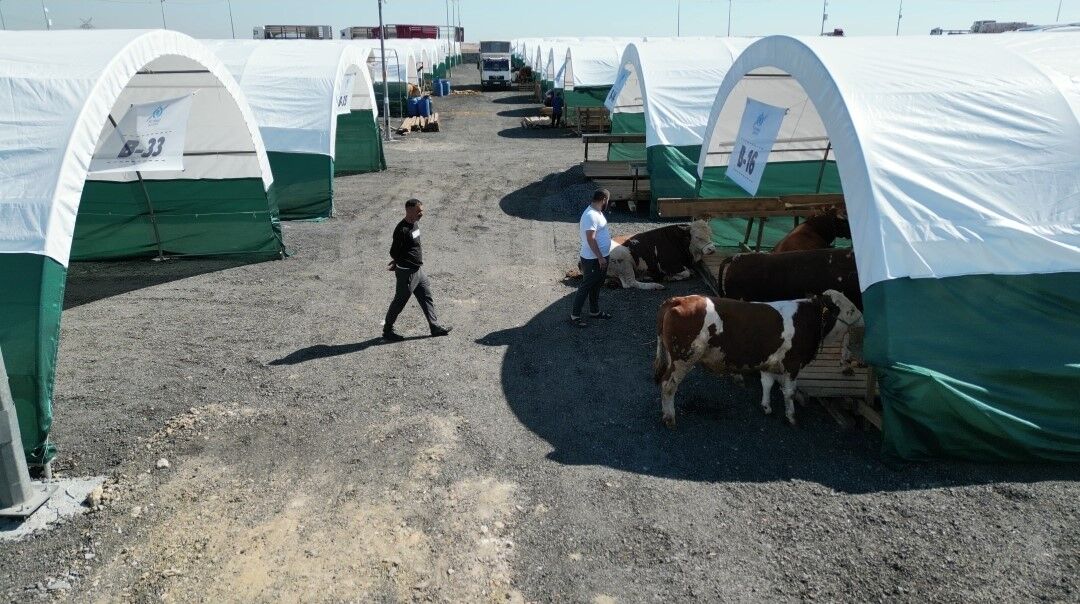 İstanbul’da kurbanlıklar pazara indi