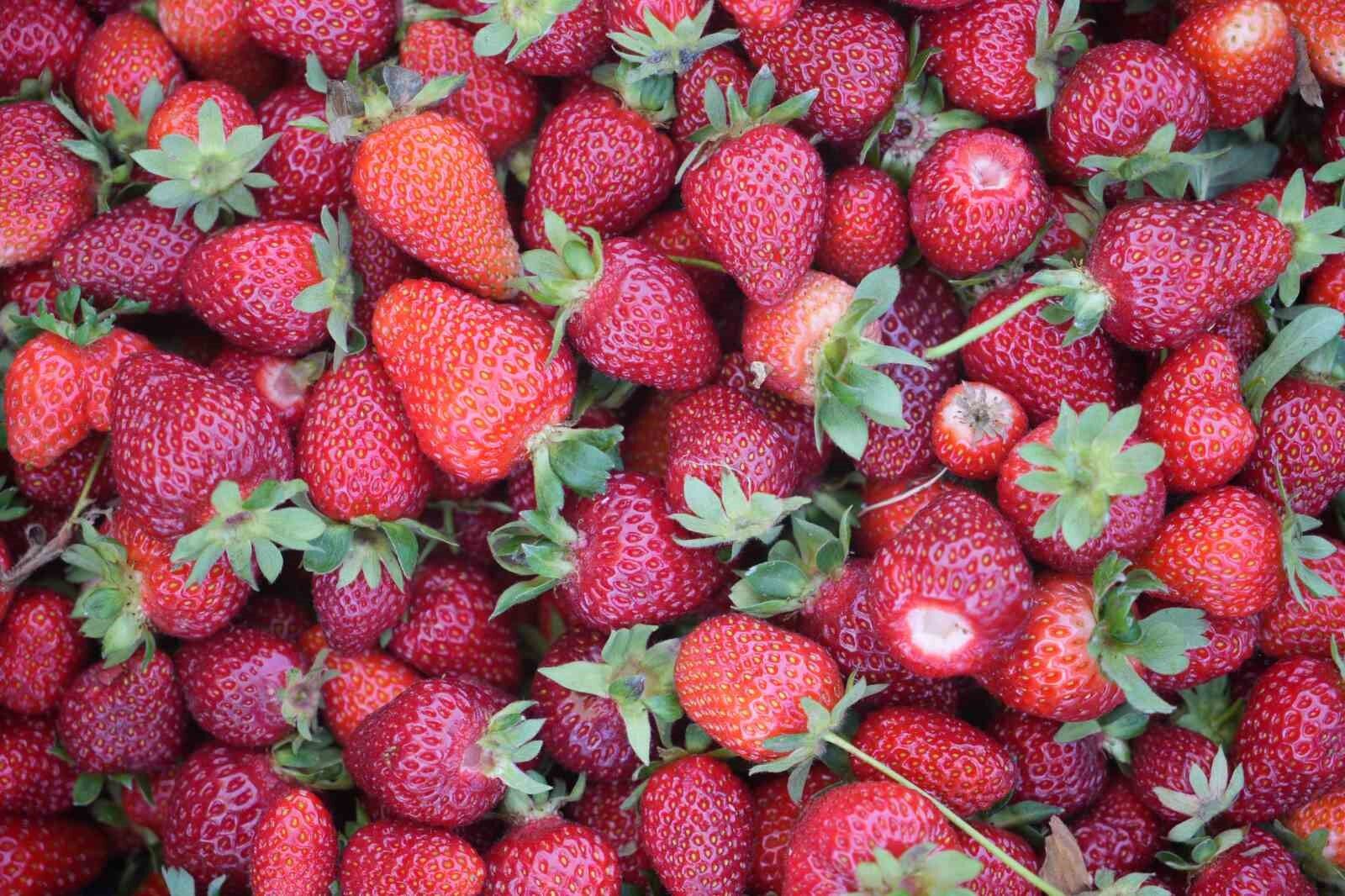 İlk hasattan 1,5 milyon TL ekonomiye katkı sağlandı