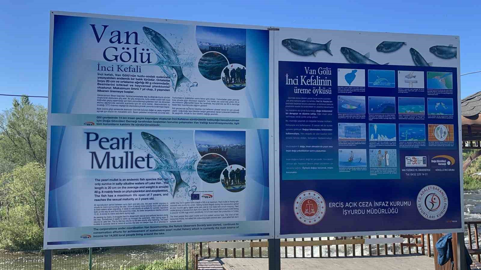 Van Gölü’nde martıların inci kefali avı