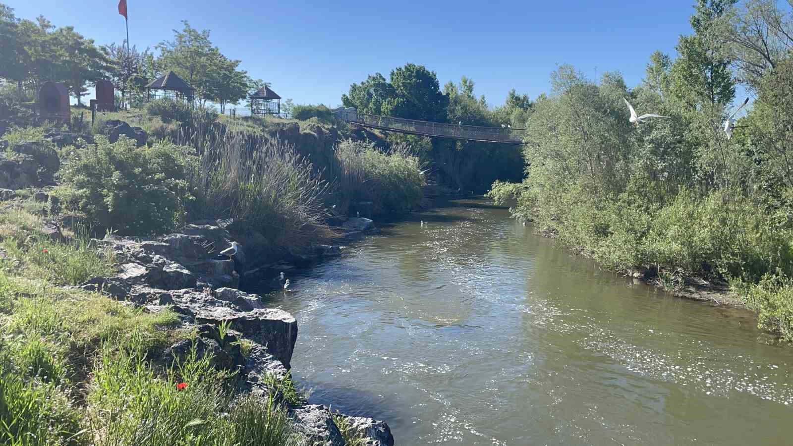 Van Gölü’nde martıların inci kefali avı