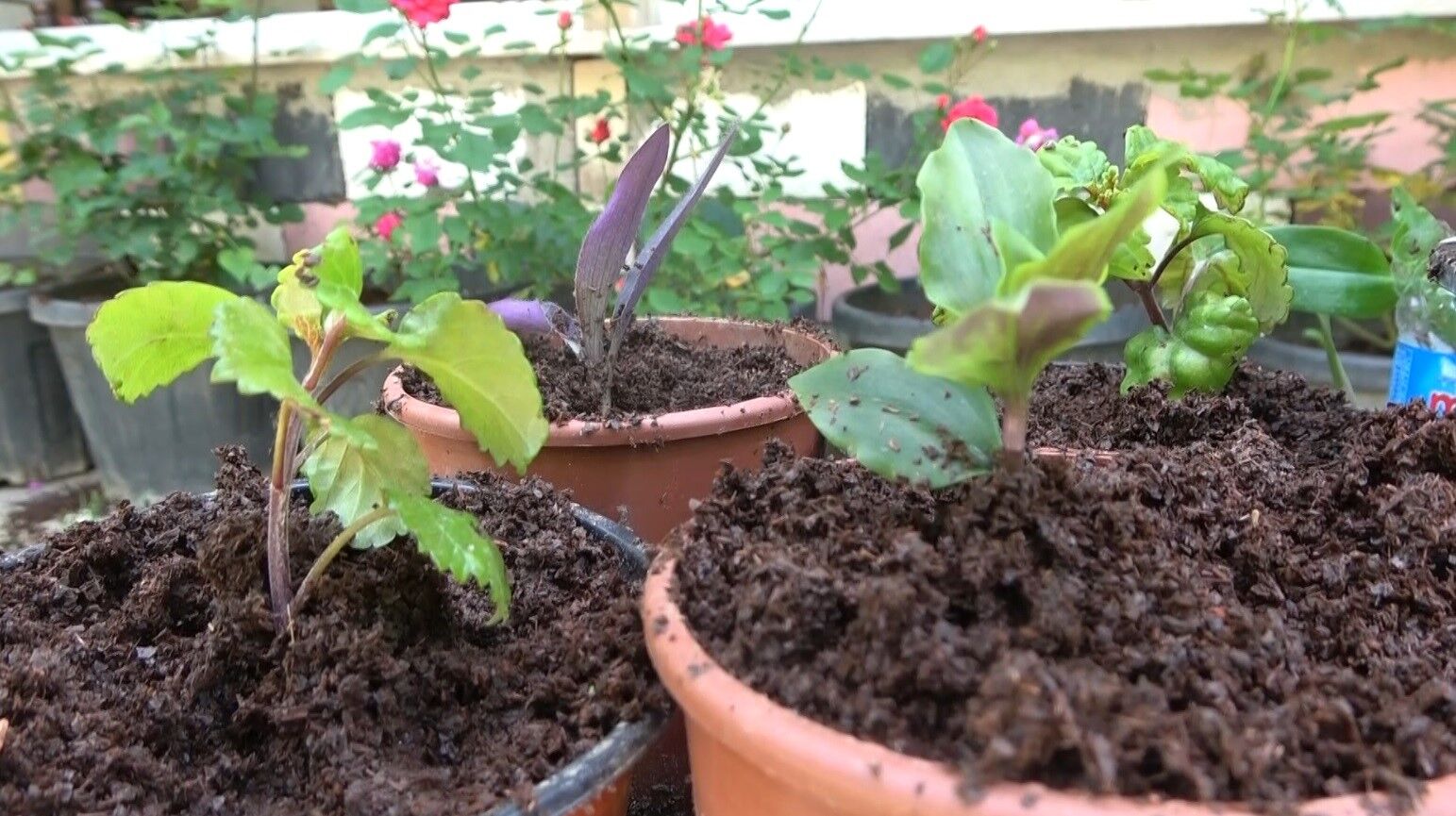 Dem atıkları çiçeklere can verdi