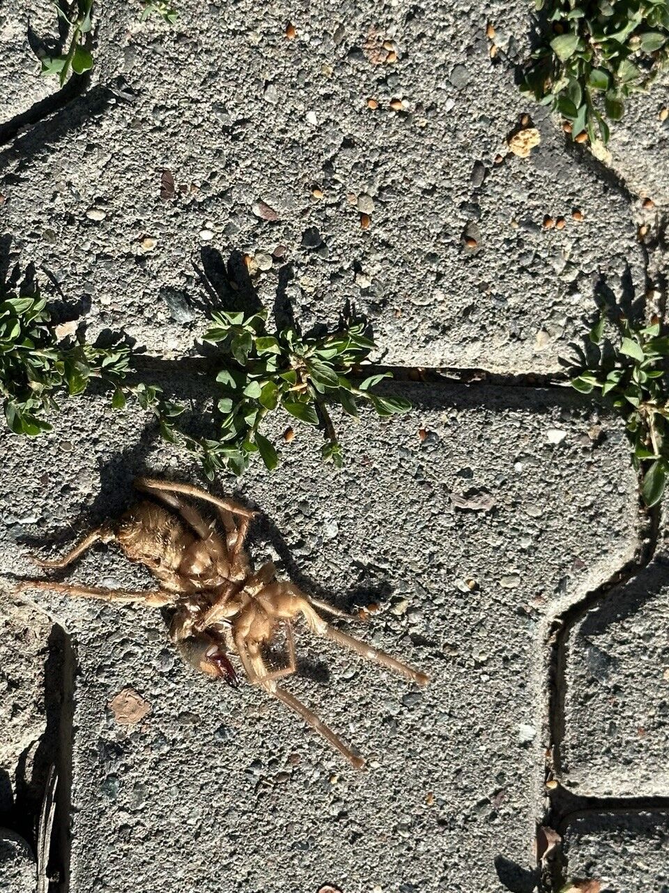 Erzincan’da havaların ısınmasıyla ’Sarıkız’ örümceği ortaya çıktı