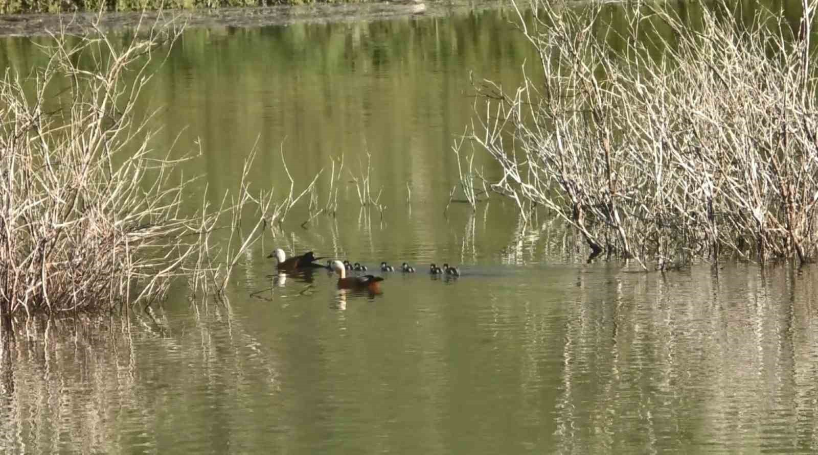 Kars’ta angut kuşlarının kavgası kamerada