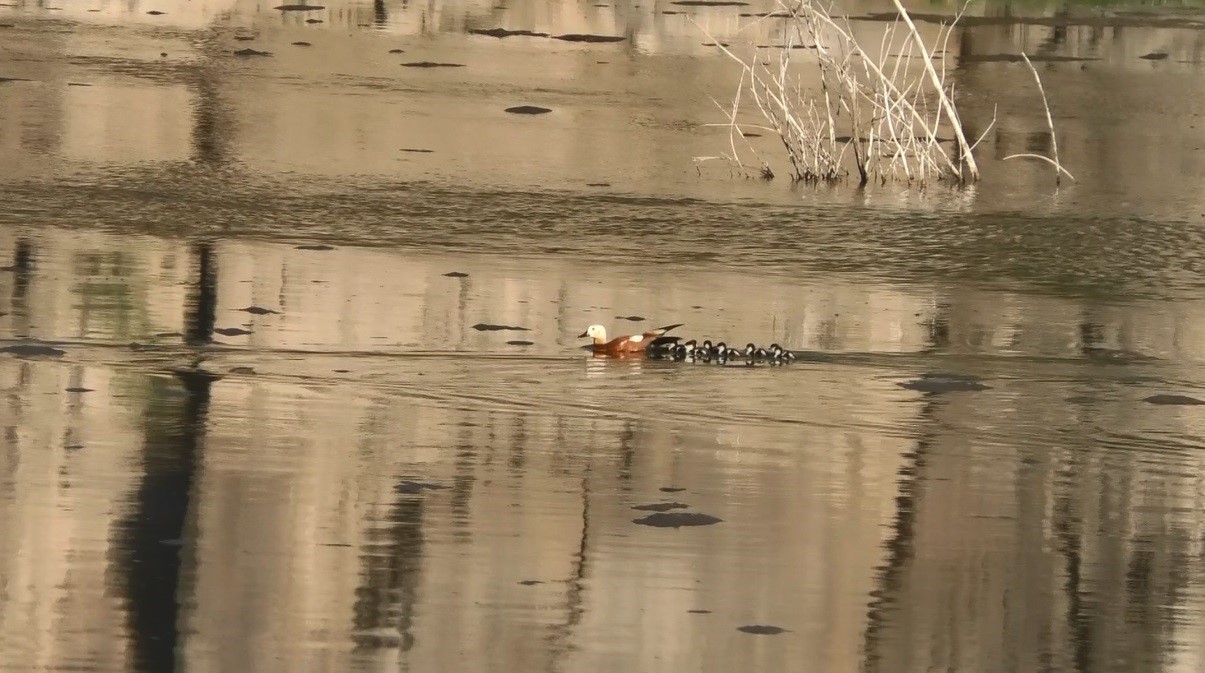 Kars’ta angut kuşlarının kavgası kamerada