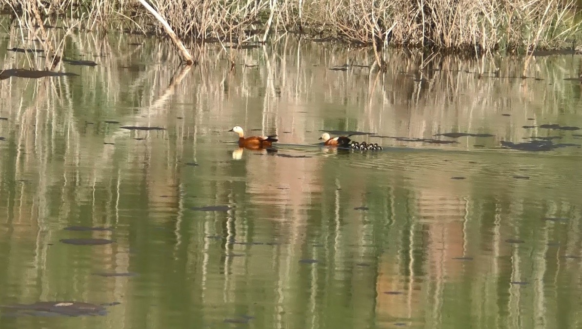 Kars’ta angut kuşlarının kavgası kamerada