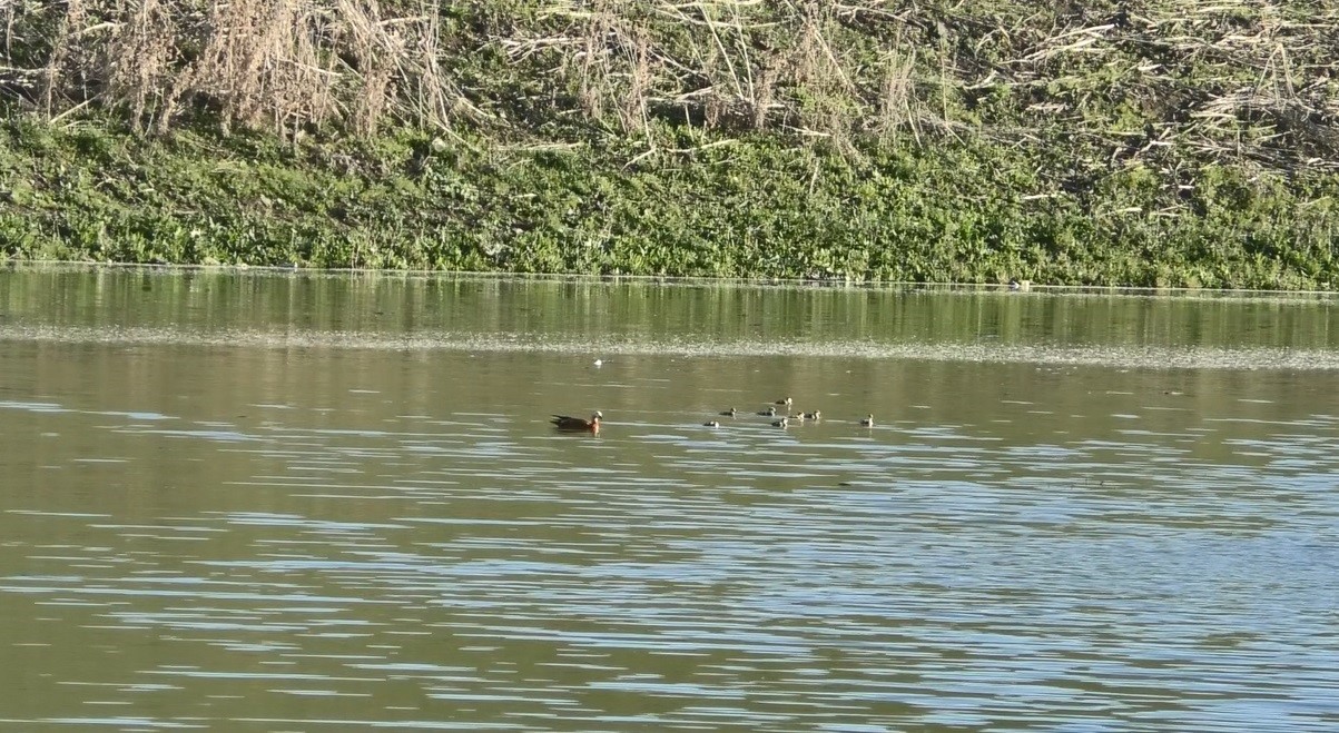 Kars’ta angut kuşlarının kavgası kamerada