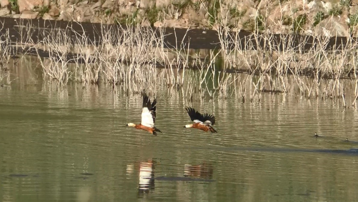 Kars’ta angut kuşlarının kavgası kamerada