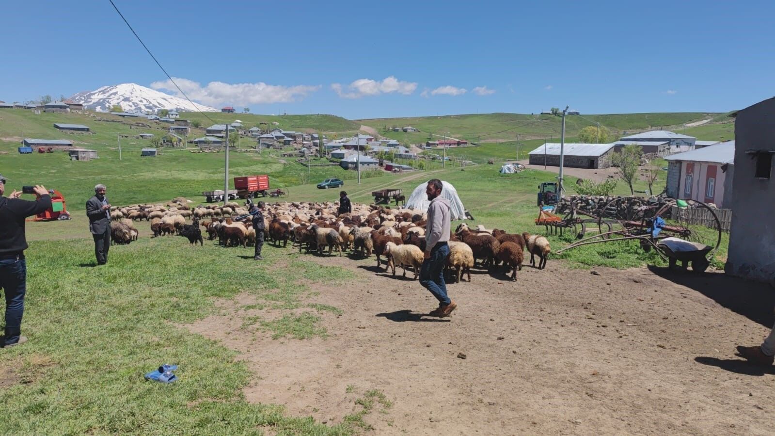 Koyunların kuzularla buluşması görsel şölen sunuyor