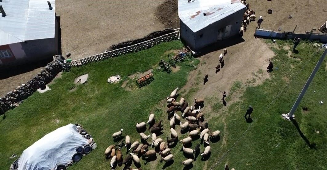 Koyunların kuzularla buluşması görsel şölen sunuyor