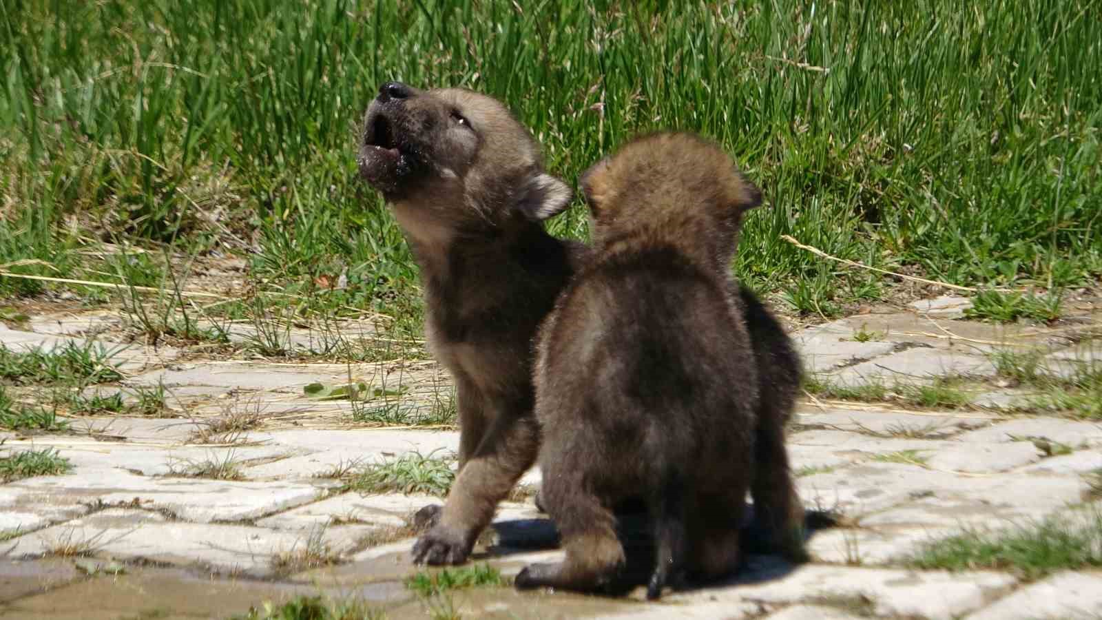 Kurt yavruları emin ellerde