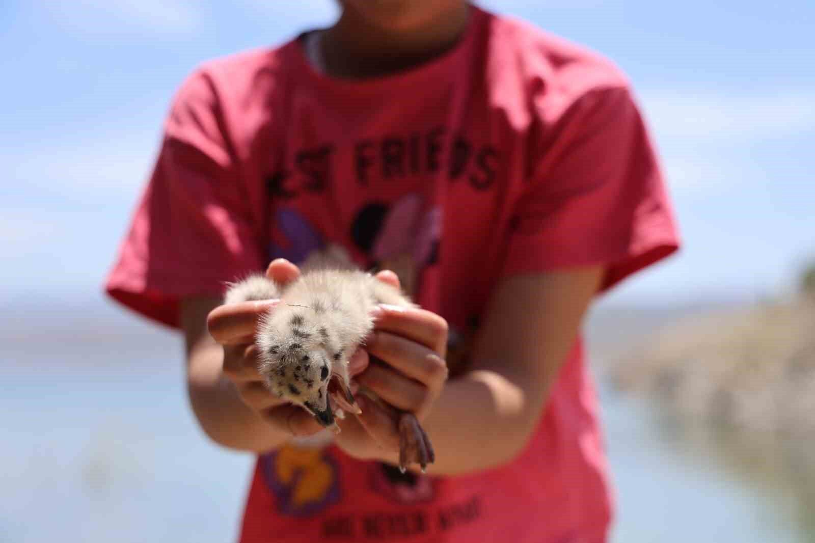 8 yaşındaki kızın, susuz kalan martı yavrusunu kurtarma mücadelesi yüreklere dokundu