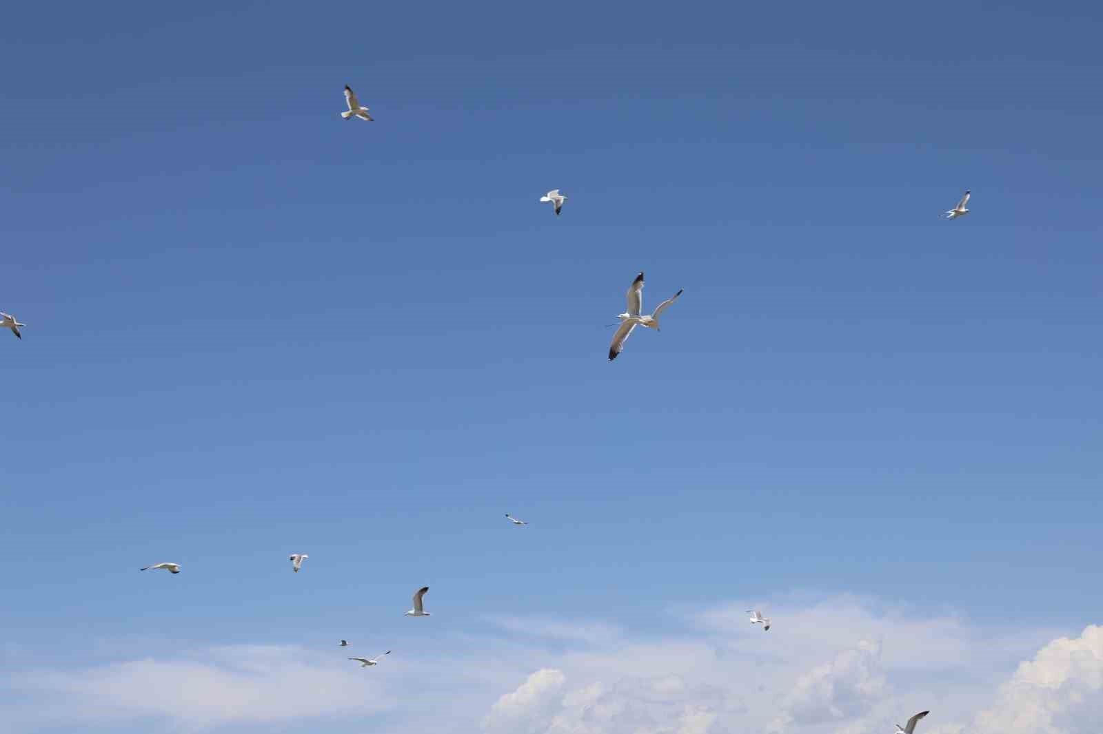 8 yaşındaki kızın, susuz kalan martı yavrusunu kurtarma mücadelesi yüreklere dokundu