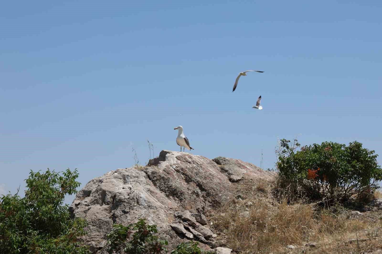 8 yaşındaki kızın, susuz kalan martı yavrusunu kurtarma mücadelesi yüreklere dokundu