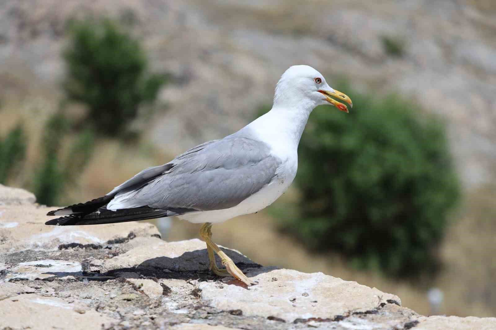 8 yaşındaki kızın, susuz kalan martı yavrusunu kurtarma mücadelesi yüreklere dokundu