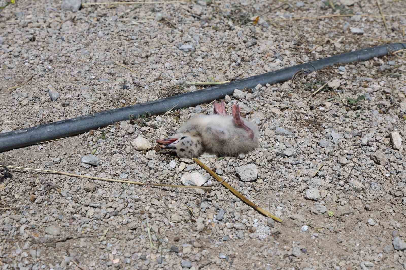 8 yaşındaki kızın, susuz kalan martı yavrusunu kurtarma mücadelesi yüreklere dokundu