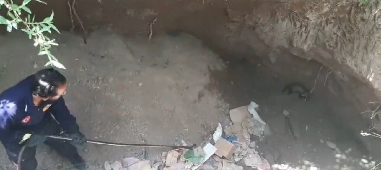 Dev çukurda mahsur kalan sansar kurtarıldı