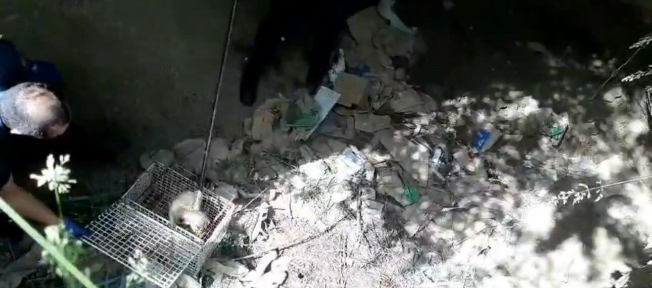 Dev çukurda mahsur kalan sansar kurtarıldı