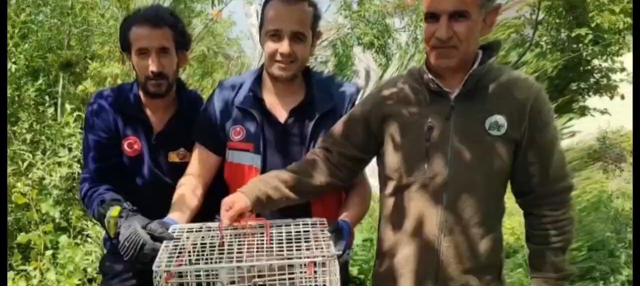 Dev çukurda mahsur kalan sansar kurtarıldı