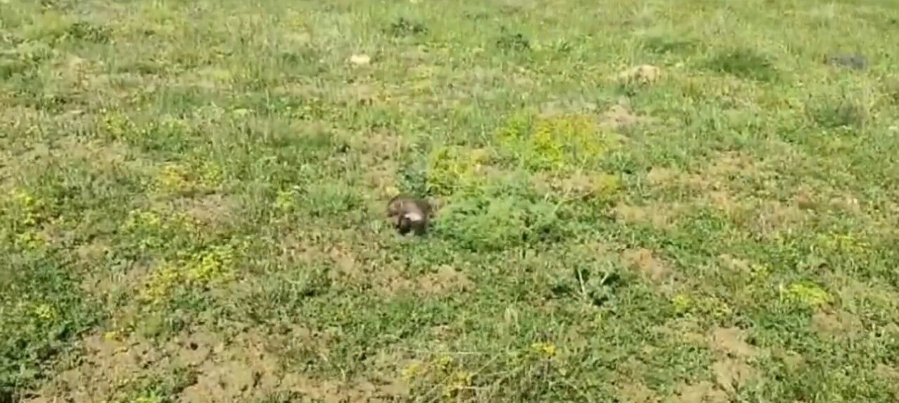 Dev çukurda mahsur kalan sansar kurtarıldı